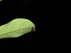 Bocchoris inspersalis