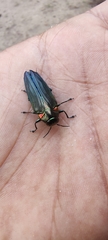 Belionota prasina