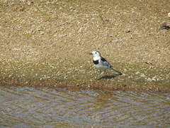 Motacilla alba