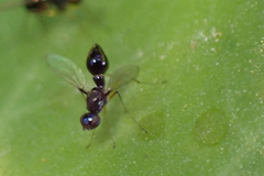 Dicranosepsis