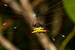 Gasteracantha sauteri