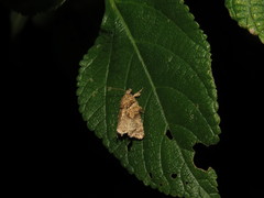 Callopistria guttulalis