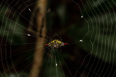 Gasteracantha sauteri