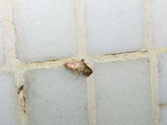 Marasmia