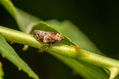 Ariptyelus auropilosus