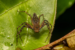 Hamadruas hieroglyphica