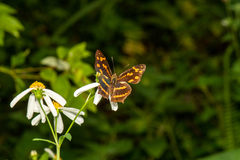Symbrenthia lilaea formosanus