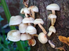 Ripartitella brasiliensis