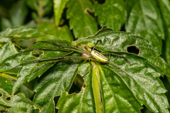 Leucauge celebesiana