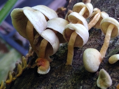 Ripartitella brasiliensis