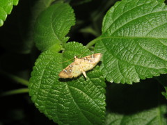 Cotachena histricalis