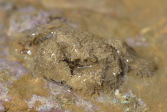 Pilumnus vespertilio