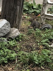 Sciurus carolinensis