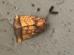 Papaipema leucostigma