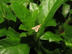 Diasemia accalis