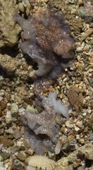 Pericelis