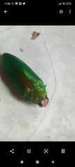 Chrysochroini