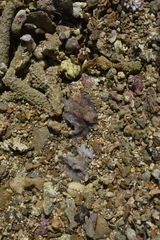 Pericelis