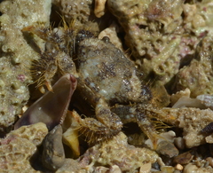 Pilumnidae