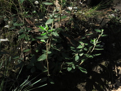 Olearia myrsinoides
