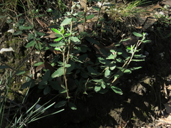 Olearia myrsinoides