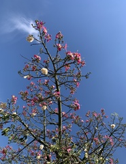 Ceiba speciosa