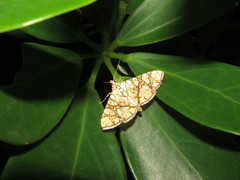 Glyphodes caesalis