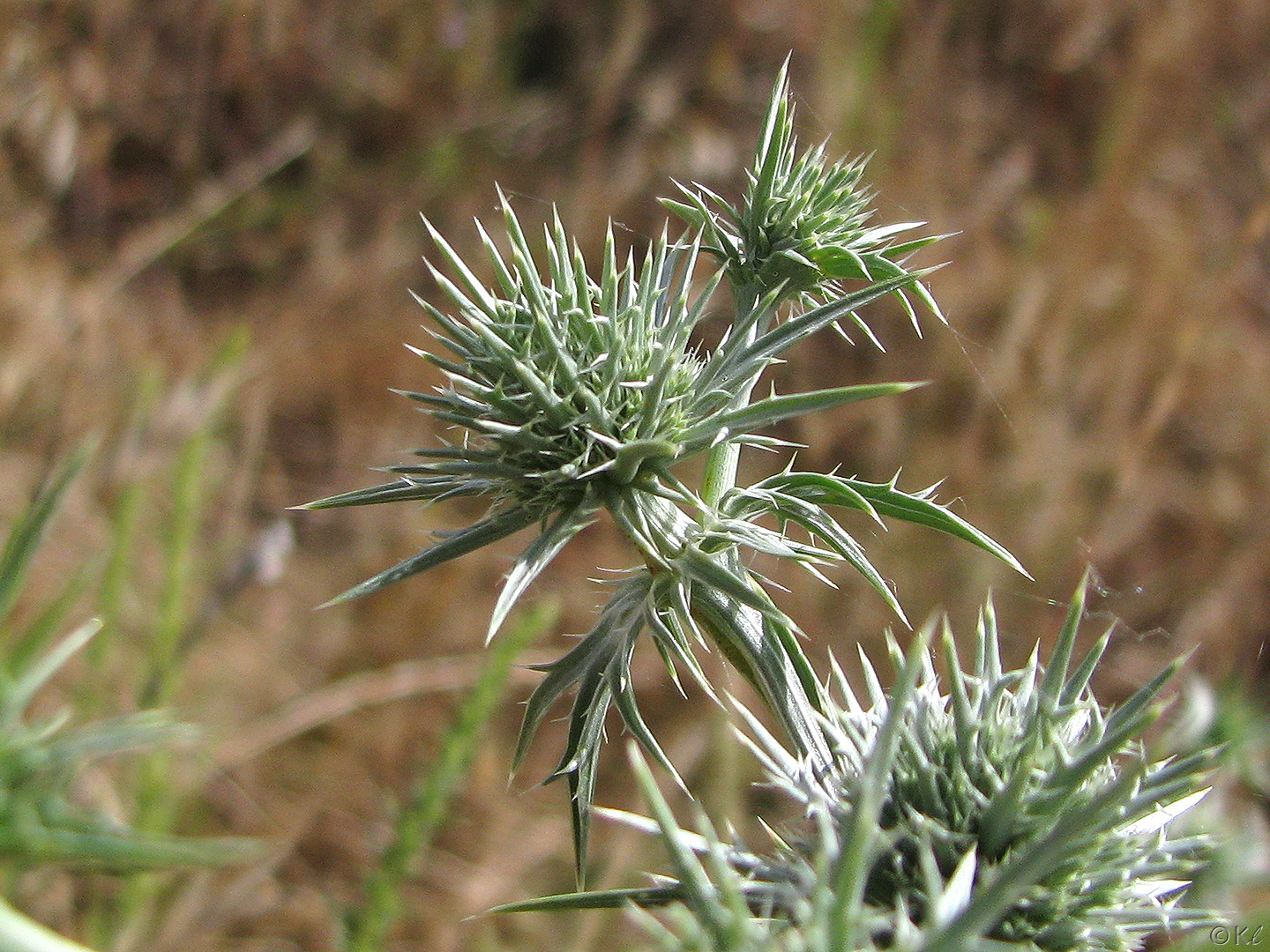Eryngium spinosepalum