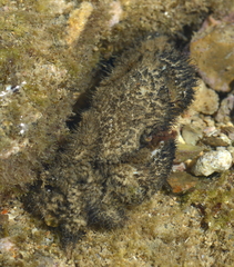 Pilumnus vespertilio