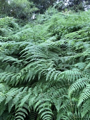 Dennstaedtia scandens