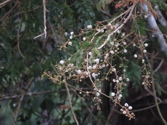 Vachellia leucophloea