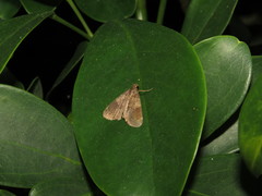Hydrillodes lentalis