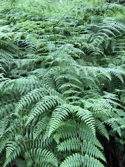 Dennstaedtia scandens