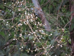 Vachellia leucophloea