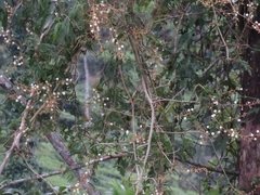 Vachellia leucophloea