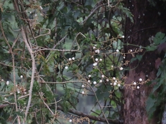 Vachellia leucophloea