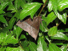 Ischyja manlia