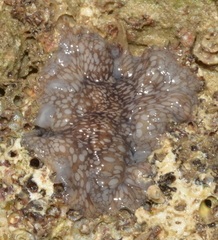 Pericelis