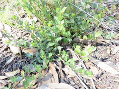 Podolobium procumbens