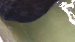 Tetronarce occidentalis