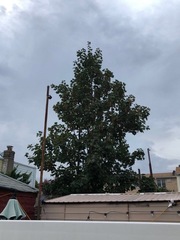 Acer platanoides