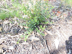 Podolobium procumbens