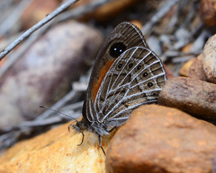 Pseudonympha trimenii trimenii