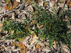 Podolobium procumbens