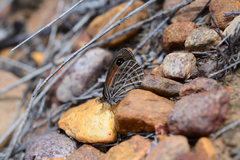 Pseudonympha trimenii trimenii