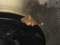 Lopharthrum comprimens