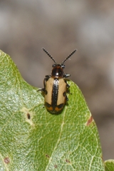 Crioceris paracenthesis