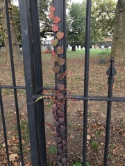 Parthenocissus tricuspidata