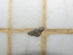 Lophophleps triangularis