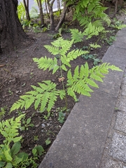 Pteridium latiusculum japonicum